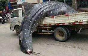 鲸鲨被当街宰杀出售 官方：嫌犯被刑拘