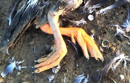 鄱阳湖现大量捕鸟网：候鸟天堂成地狱