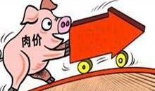 猪价自5月份止跌后持续反弹 专家：属季节性回升