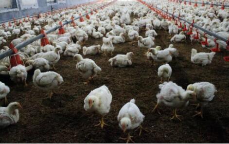 肉鸡是激素催生还有多翅多腿变异鸡？真相在这里