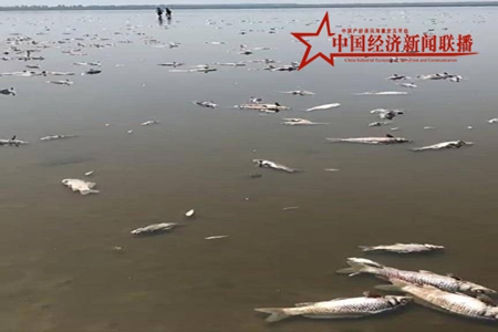 【法库獾子洞水库死鱼20万斤损失超百万？】谣传！