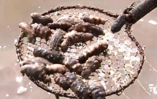 大连海参大量被&ldquo;热&rdquo;死 直接经济损失68.7亿元