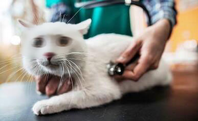 给宠物看病比人还贵？ 缺标准无监管造成太任性