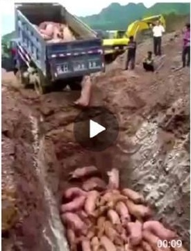 四地爆发非洲猪瘟案例：源头难索 扑杀成本高昂