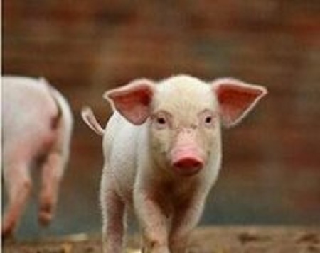 农业部:黑龙江省佳木斯市郊区发生非洲猪瘟疫情