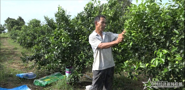 南宁武鸣双桥镇跃进村柑橘产业侧记