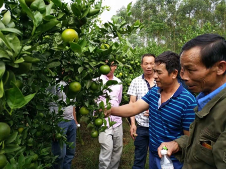 &ldquo;沃土工程柑橘管理全程解决方案&rdquo;观摩会在南宁江南区苏圩镇举行