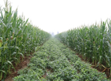 黑龙江启动2018年玉米和大豆补贴资金发放工作