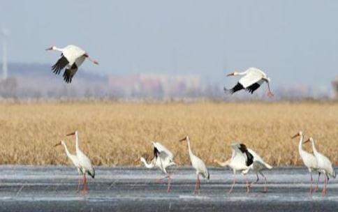 法库獾子洞国家湿地公园成为各类鸟的栖息地