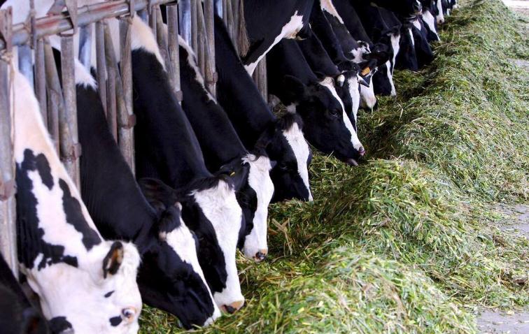 国内奶牛存栏量连降5年 奶价回升奶牛养殖业迎利好