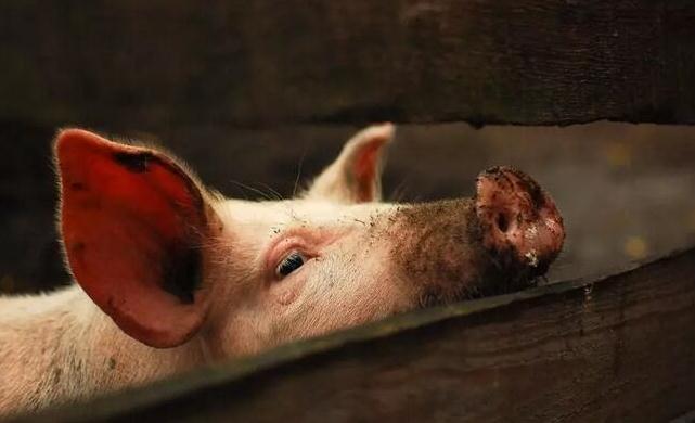 非洲猪瘟不会影响猪肉及其制品的食用安全