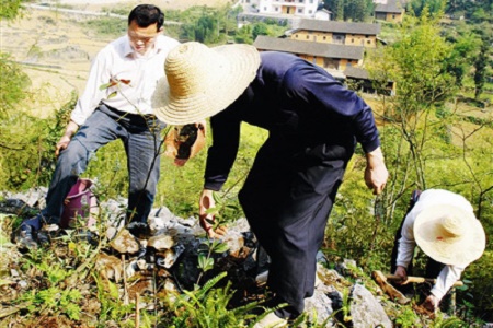 广西石漠化土地净减38.72万公顷 治理成效显著