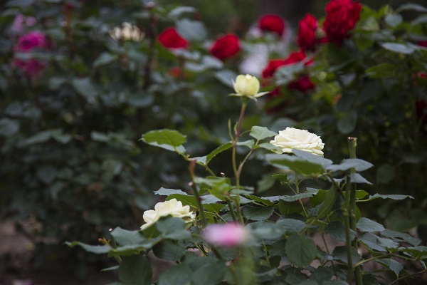 江苏如皋举办首届月季展暨月季园开园仪式 诠释好花配古园 好景伴佳人