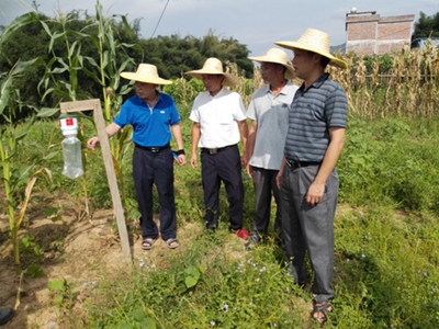 广西梧州早稻中后期病虫害监测防控工作有序进行