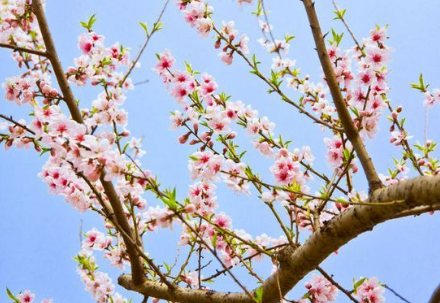 在那桃花盛开的地方&mdash;&mdash;中国一冶&amp;武汉宋寨村结对共建美丽乡村活动八周年回眸