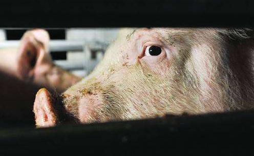 风口上的猪周期：盛宴还是&ldquo;剩宴&rdquo;