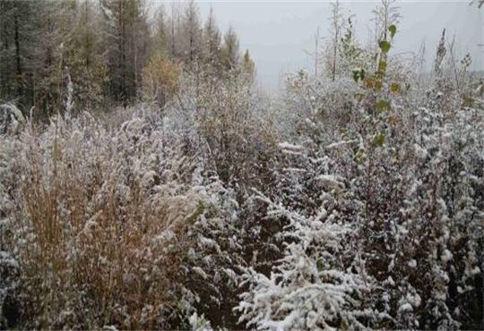 黑龙江漠河昨日迎来首场降雪
