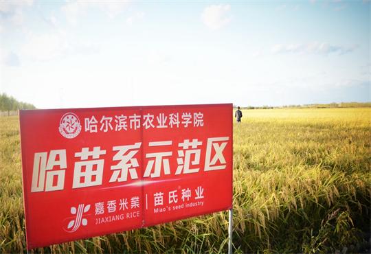第二届优质稻米品鉴会在哈尔滨市农科院启幕
