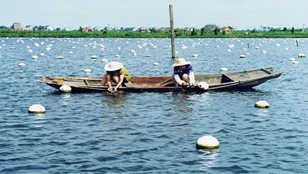 太湖大闸蟹产量断崖式下跌 苏州探索青山绿水养好蟹