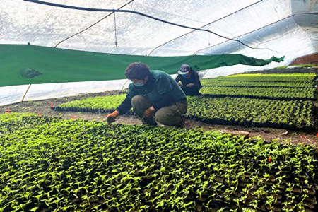 七台河茄子河区战疫情、备春耕&ldquo;两不误&rdquo;