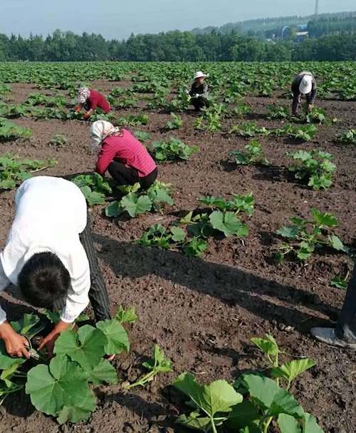 黑龙江青冈县打造提质增效促农增收典型样板合作社