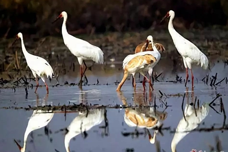 辽宁省开展春季鸟类等野生动物保护专项行动