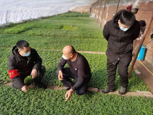 齐齐哈尔市龙沙区：战疫情备春耕同进行 保安全稳生产两不误