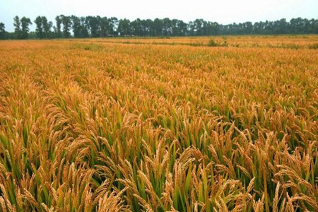 盘锦鼎翔米业两千吨大米助力多地战&ldquo;疫&rdquo;