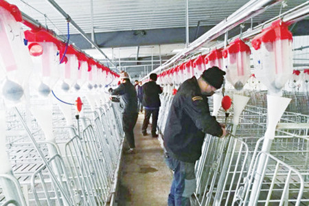 黑龙江勃利县：天兆猪业复工复产按下&ldquo;快进键&rdquo;