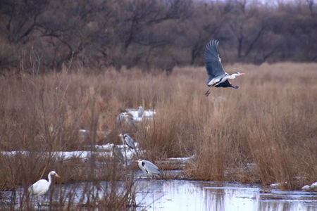 黑龙江乌苏江畔：春回大地 候鸟归来