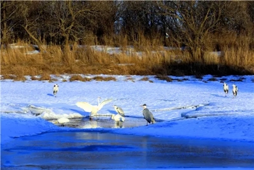 黑龙江饶河：城市美不美，鸟儿说了算！