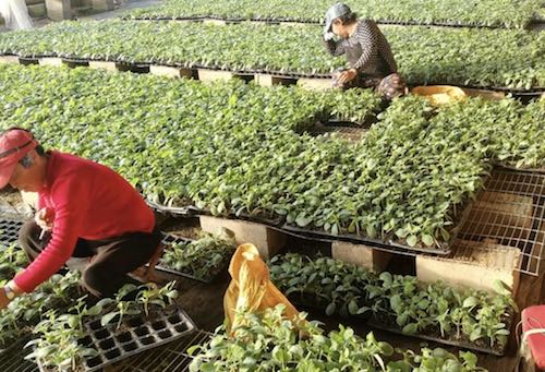 黑龙江省龙江县&ldquo;老张甜瓜&rdquo;棚绿春来早