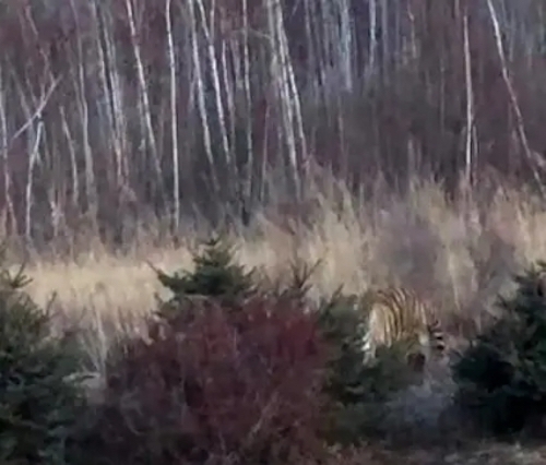 黑龙江鸭绿河农场境内惊现野生东北虎