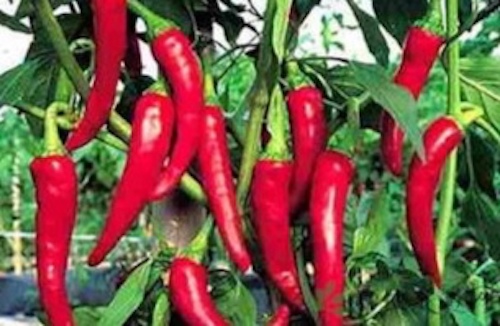 黑龙江绥滨县：岳红岩，小辣椒种出&ldquo;大名堂&rdquo;