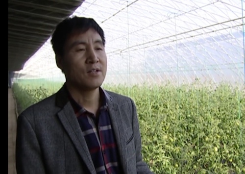 黑龙江萝北：生态温室全天候 四季无限果蔬鲜