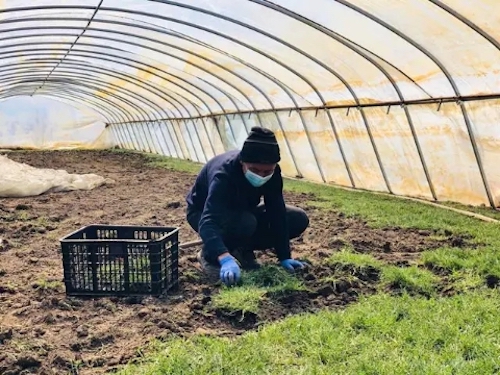 佳木斯：万斤&ldquo;婆婆丁&rdquo;滞销 每斤10元等你献爱心