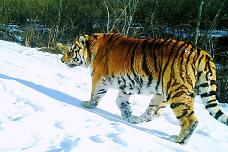黑龙江萝北太平沟保护区发现4只野生东北虎