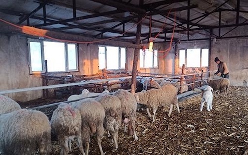 黑龙江汤原县：脱贫致富发&ldquo;羊&rdquo;财的金川村