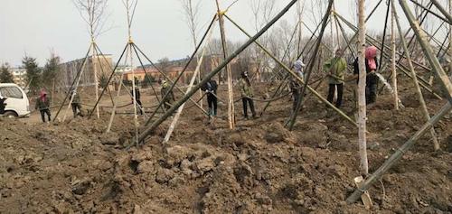 伊春市乌翠区：绿化森林里的城 打造森林里的家