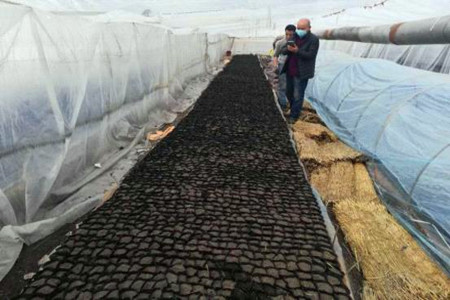 七台河市铁山乡：抗疫生产双促进 棚室经济领春潮