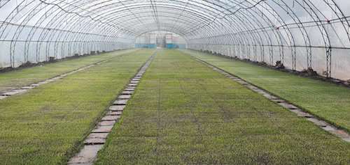 掀开薄膜 更有一片嫩绿呈现眼前，鹤岗稻农期盼苗壮待插秧