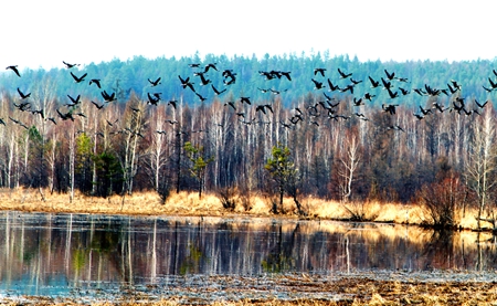 大兴安岭：阿木尔国家湿地公园迎来&ldquo;返乡&rdquo;候鸟