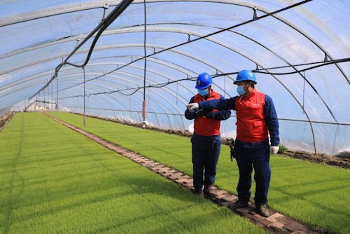 鹤岗：田间地头党旗红 党员先锋保供电