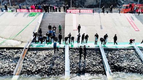 抚远：连续31年向黑龙江流域进行大马哈鱼人工增殖放流