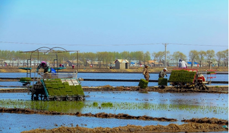 黑龙江庆安县东禾农业：科学播种，增产又增收