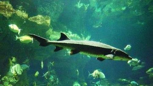 黑龙江抚远市：加快形成鲟鳇鱼养殖产业体系 推进鲟鳇鱼产业项目快速发展