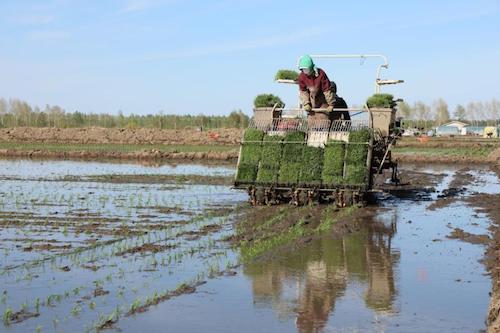 黑龙江省鸭绿河农场：新机械新举措领跑&ldquo;插秧季&rdquo;