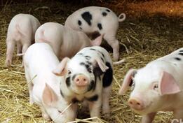 2015年生猪价格涨至近四年高位 上市养猪企业"赚疯了"