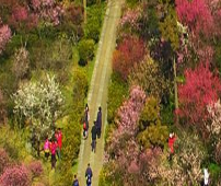 航拍南京梅花山 姹紫嫣红分外妖娆