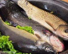 哈尔滨"天价鱼"当事人希望公布用餐完整视频